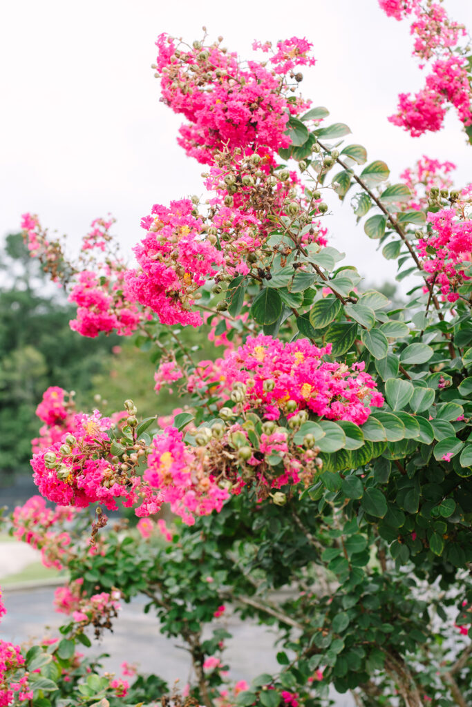 Lush pink crepe myrtle flowers in full summer bloom in Greenville, South Carolina. Captured by Dani Lacey Photographs.