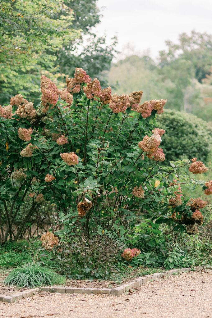 Blooming hydrangea flowers in the garden during Greenville SC Family Portraits at Furman University. Dani Lacey Photographs.