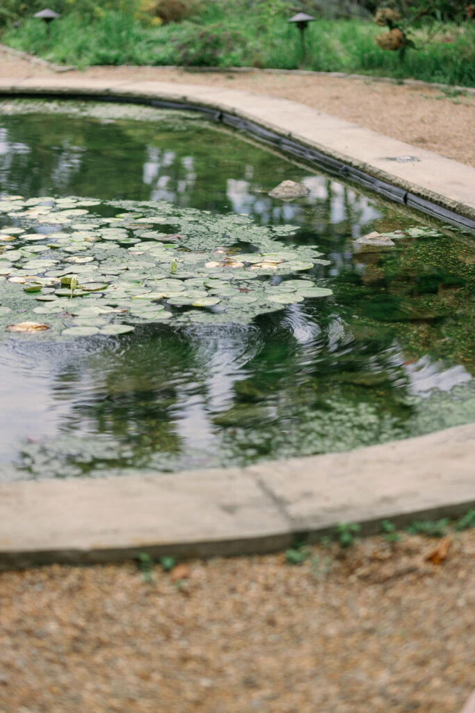 Lily pond close-up at Furman University during Greenville SC Family Portraits. Dani Lacey Photographs.