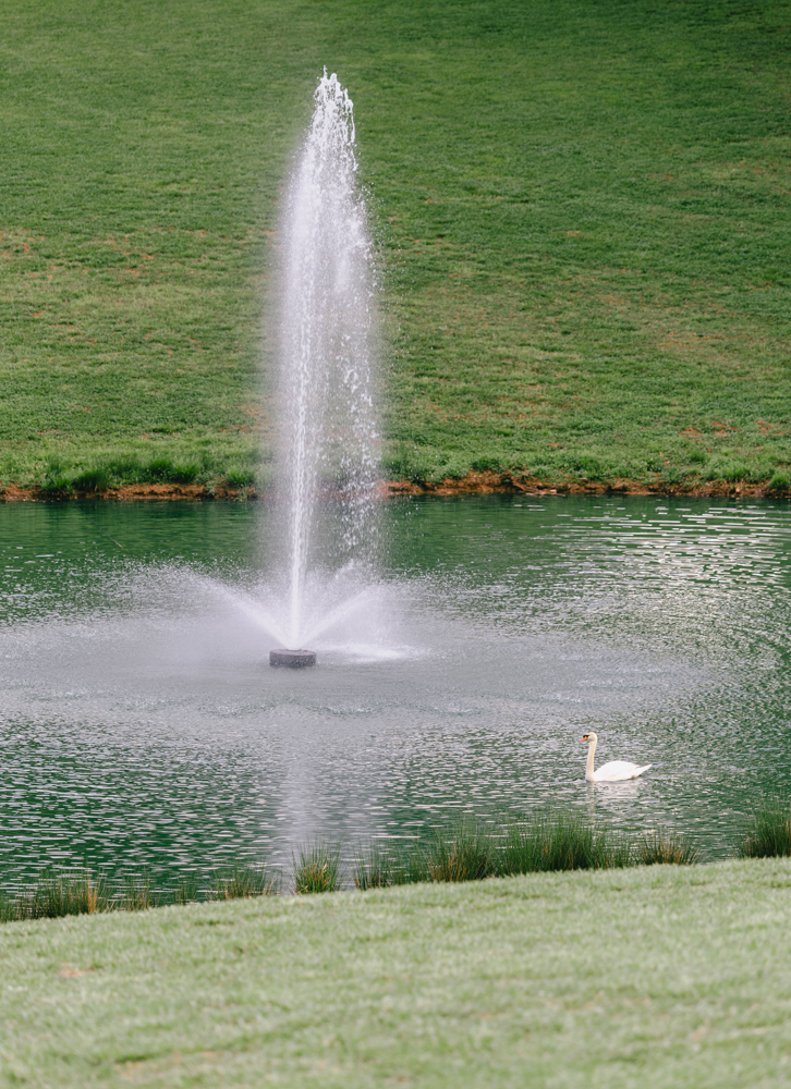 Swan swimming beside fountain at KNOTHILL pond