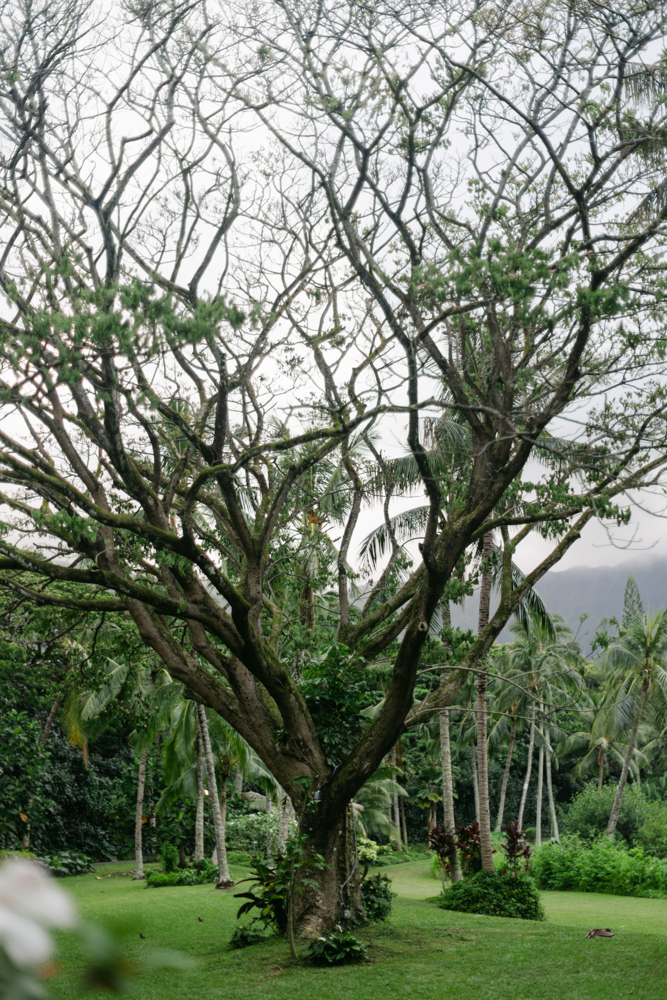 Large banyan tree at Hawaii wedding venue