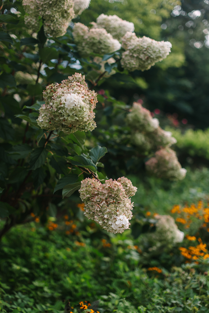 Hydrangeas blooming in Furman University gardens